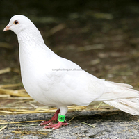 ZZ LMA30 Bagues de pied pour pigeon en plusieurs couleurs, nouvelles bagues de puce pour pigeon, fournitures pour pigeons de compagnie