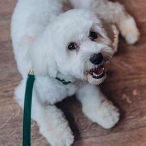 Avocat vert fait à la main en cuir laisse chien marche accessoire Durable plomb pour animaux de compagnie Premium cuir chiot accessoire - Product Image 4