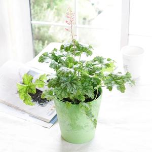 Maceta <span class=keywords><strong>Exterior</strong></span> de plástico duro para jardín <span class=keywords><strong>macetas</strong></span> de bonsái japonesas y moldes para cultivo de orquídeas Para Macetero Balde Plastico - Product Image 2