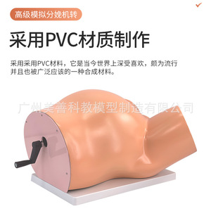 Modèle du mécanisme de naissance, modèle pédagogique du mécanisme de naissance, modèle de démonstration gynécologique du processus de naissance, à manivelle - Product Image 2
