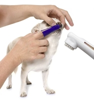 Vente en gros de brosses à dents et de dentifrice écologiques pour animaux de compagnie 4 en 1, kit d'hygiène buccale pour chiens et chats