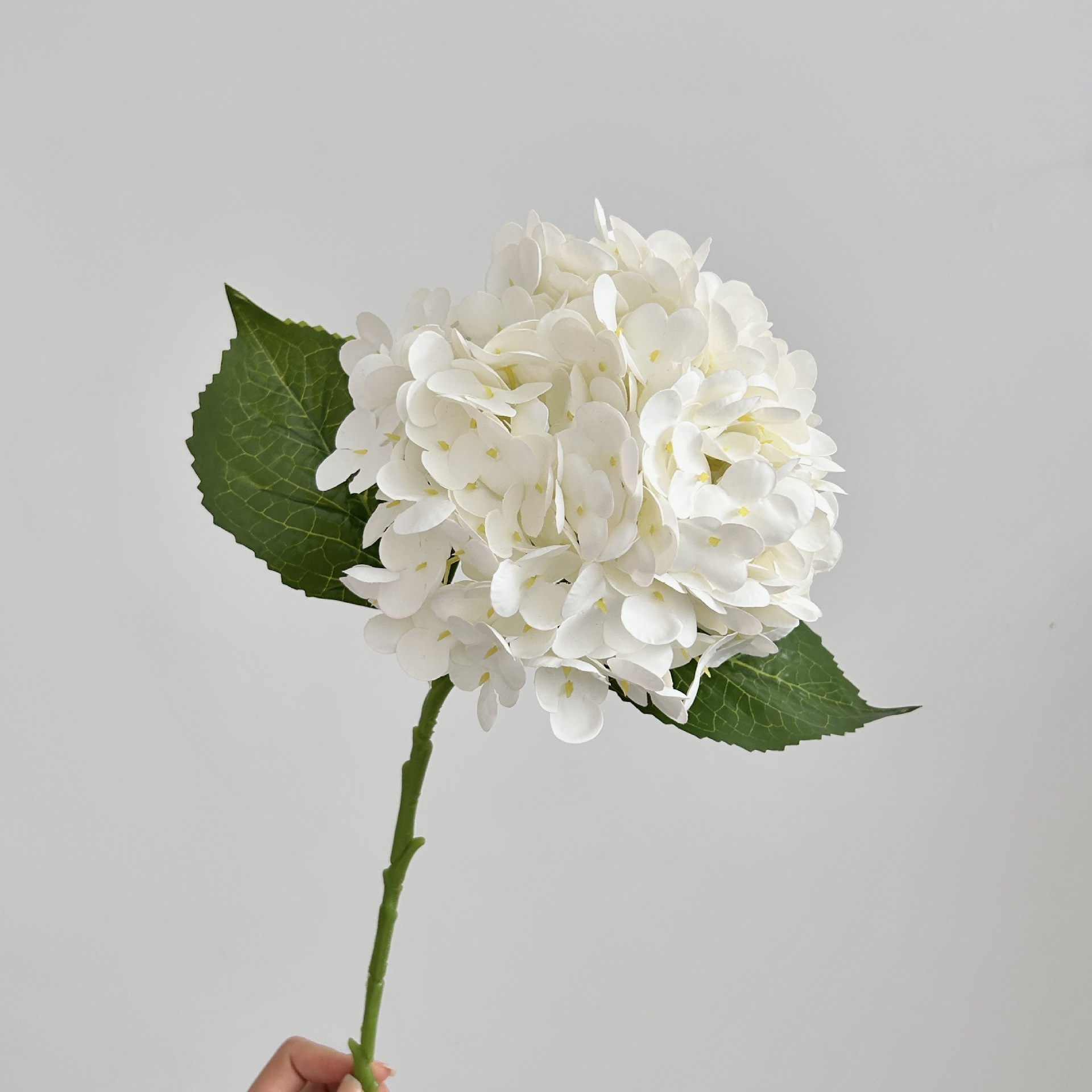 Blanc