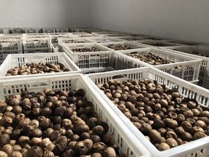 Yeni mahsul toptan fermente çin sarımsak siyah sarımsak yapmak için benzersiz tatlı tadı sağlık faydaları sağlar siyah sarımsak - Product Image 2