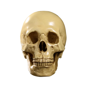 Résine Crâne Humain SKB24 Bar Décoration ou Halloween Cadeau Réaliste Crâne Humain Modèle Spécimen Artisanat - Product Image 3