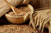 Extrait naturel d'avoine Avenacoside 70% en poudre, extrait végétal de graines d'Avena Sativa, conditionnement en fût, qualité pharmaceutique