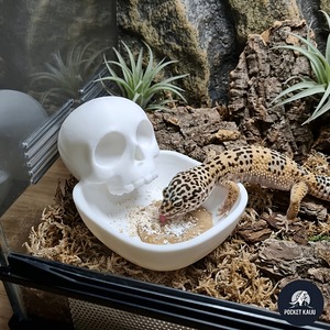Gamelle pour dragon barbu en forme d'os d'Halloween, imprimée en 3D, anti-déversement, pour gecko léopard et lézard - Product Image 5