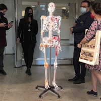 Modèle de squelette en PVC de 180 cm de haut avec muscles et ligaments pour l'enseignement des sciences médicales, durable, blanc