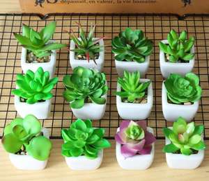 ขายส่งต้นลิทอปส์ขนาดเล็ก ต้นไม้ประดับตกแต่งในกระถาง ต้นไม้จำพวกไม้อวบน้ำหายาก - Product Image 6