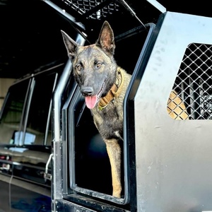 Customizable Aluminum Dog Transport <b>Box</b> T-Handle Lock Mesh Window Door Powder Coated Ute Canopy for Ute Tray Outdoor Vehicle - Product Image 5