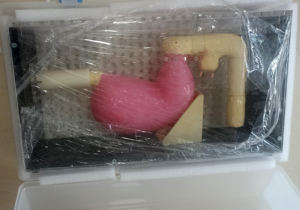 Appareil de épreuve astronomique, modèle de formation <span class=keywords><strong>ERCP</strong></span>, version 2019 - Product Image 4