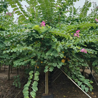 Arbres de Bauhinia violettes du Moyen-Orient, résistants aux UV, arbres de Bauhinia à fleurs de carthame, plantes vivantes pour la décoration extérieure de jardin