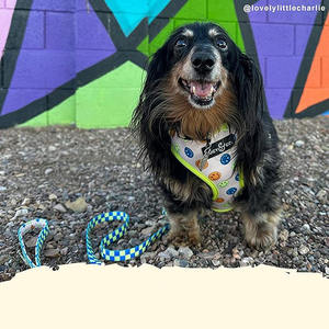 Estetika paduan desain bergaya Modern dengan fungsi membuat hewan peliharaan Anda berdiri mewah <span class=keywords><strong>Harness</strong></span> hewan peliharaan Oem harnes anjing desain 2025 - Product Image 5