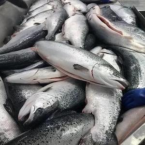 Saumon de l'Atlantique biologique de qualité supérieure AA en vrac, surgelé frais, nourrissant, prêt à l'exportation, conservé à l'huile, provenance USA - Product Image 4