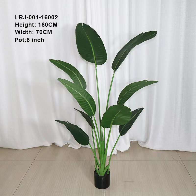 160cm/árbol del viajero