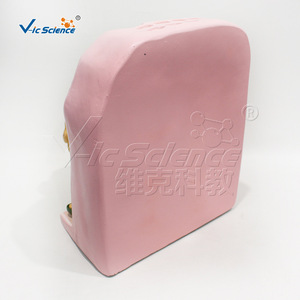 VIC036 แบบจำลองโครงสร้างเซลล์สามมิติแบบอัลตร้าไมโคร: สื่อการสอนสำหรับการสาธิตโครงสร้างอวัยวะในวิชาชีววิทยา - Product Image 3