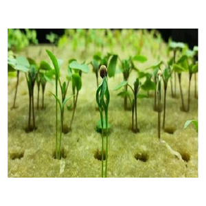 Cubos de <span class=keywords><strong>Lana</strong></span> <span class=keywords><strong>Mineral</strong></span> Hidropónica ISOKING 6x6, Bloque de Cultivo Agrícola, Material <span class=keywords><strong>Aislante</strong></span> Térmico - Product Image 3