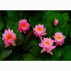 Nymphaea 'Princess <span class=keywords><strong>Elizabeth</strong></span>' - une plante aquatique adaptée aux bassins de jardin et aux serres - Nénuphar 'Princess <span class=keywords><strong>Elizabeth</strong></span>' - Product Image 6