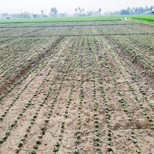 Sembradora Manual <span class=keywords><strong>de</strong></span> <span class=keywords><strong>Semillas</strong></span> <span class=keywords><strong>de</strong></span> <span class=keywords><strong>Calabaza</strong></span> Pequeña, Sembradora <span class=keywords><strong>de</strong></span> Vegetales - Product Image 5