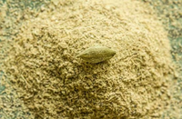 Poudre de cardamome verte 100% pure, épice Elaichi de qualité supérieure, finement moulue, avec un arôme intense et un goût frais et authentique, pour la vente en gros