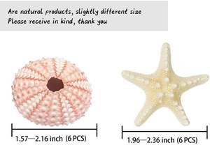 海星海胆工艺品套装12件天然贝壳1.3-1.9英寸海胆贝壳空气植物 - Product Image 2