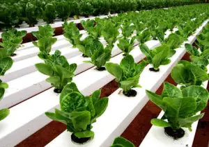 Équipement d'irrigation hydroponique pour serre, gouttières en plastique pour plantes, gouttières de culture - Product Image 3