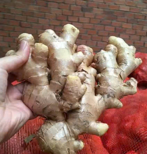 Gingembre frais cultivé au Vietnam avec une teneur élevée en huile pour la cuisson de boissons santé et la vente en gros mondiale - Product Image 6