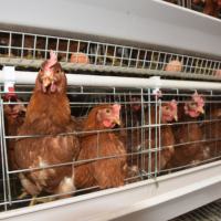 Cage à poules pondeuses à batterie de type 4 niveaux, économique, avec fenêtre de ventilation intégrée, pour ferme avicole commerciale