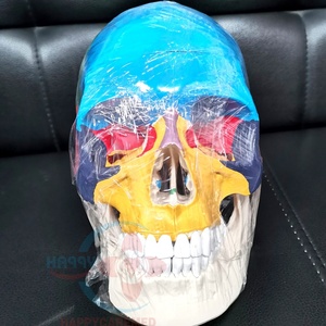 HC-S206 Natural Big Skull Bone Coloring Model Human Bones Anatomical Model - Product Image 2