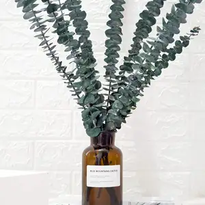 DIY装饰maison永恒的eucalipto叶子装饰叶子干燥保存桉叶