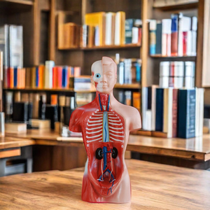 Modelo de Torso de 26 cm con 15 Partes, para Enseñanza de Anatomía Básica en Facultades de Medicina y Biología en Universidades, Cumple con CE/ISO/ROHS - Product Image 1