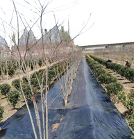 Vente en gros de tapis en tissu pour le contrôle des mauvaises herbes UV en polypropylène tapis de protection des plantes tapis anti-mauvaises herbes en plastique film de paillis