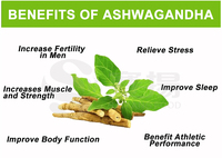 SAIYANG OEM/ODM Poudre d'extrait d'ashwagandha naturelle, poudre de racine d'ashwagandha de haute qualité, poudre d'ashwagandha pure