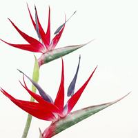 Bunga Buatan Bird of Paradise, Strelitzia Karet Lembut Besar, Model Baru Gaya Cina untuk Dekorasi Ruangan Rumah atau Kantor.