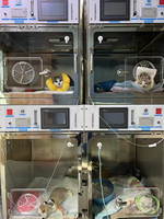 Cage d'unité de soins intensifs vétérinaire pour grands animaux, personnalisable, à oxygène contrôlé, en acier inoxydable 304, avec caractéristiques de sécurité pour animaux de compagnie