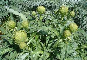 <span class=keywords><strong>Cynara</strong></span> cardunculus enginar özü HPLC Cynarin <span class=keywords><strong>2.5%</strong></span> - Product Image 3