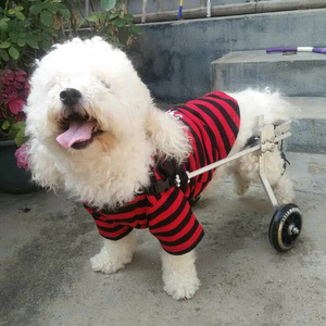 Fauteuil roulant pour <span class=keywords><strong>chien</strong></span> à expédition rapide en gros pour pattes arrière, faible MOQ 1 unité, chariots de mobilité métalliques pour animaux de compagnie pour les marchés mondiaux - Product Image 1