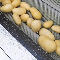 Groenten En Fruit Automatische Industriële Aardappel Gember Lotuswortel Papaja Zoete Aardappel Was-En Schilmachine