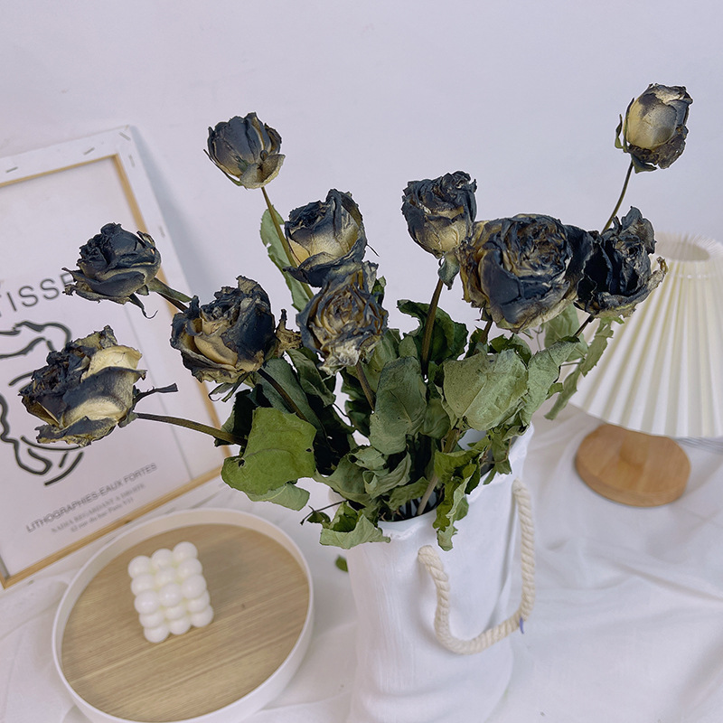 10 Black Knight Roses