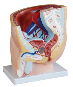 BIX-A1084 modèle d'anatomie sagittale masculine en PVC 1 pièce modèle d'organe de <span class=keywords><strong>squelette</strong></span> en Silicone pour les écoles de formation en sciences médicales auxiliaires - Product Image 2