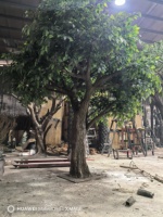 Arbre artificiel Ficus Banyan grand format, aspect naturel personnalisé, pour décoration intérieure d'hôtel, style unique et luxuriant