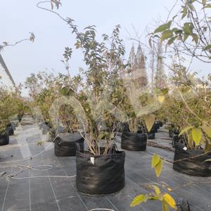 HOKBG 25 35 Bolsas de cultivo tejidas de PP negras portátiles y reutilizables de 50 galones para plantación de vivero con asas Precio de fábrica - Product Image 4