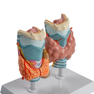 Modelo Patológico de Tiroides Humano, Hipertriatodermia, Hipotiatodermia, Sistema Endocrino, Herramienta de Enseñanza de Anatomía Médica - Product Image 2