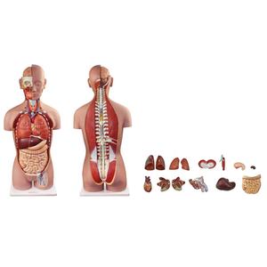 Anatomia sexual do corpo humano da ciência médica, modelo de torso masculino e feminino - Product Image 6