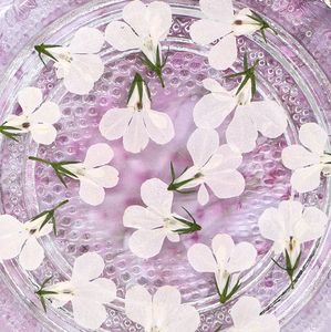 Autocollants de bordure écologiques en fleurs séchées et pressées de <span class=keywords><strong>Lobelia</strong></span> Erinus pour la Saint-Valentin et Noël, idéaux pour les créations en résine époxy - Product Image 4