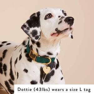 Correa ajustable personalizable para Collar de perro, hebilla dorada, Logo láser, accesorios para perros - Product Image 5