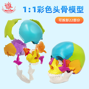 Modèle de crâne coloré, modèle de crâne réaliste en 22 parties détachables pour l'art et la médecine. - Product Image 3