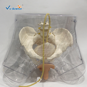 Simulateur d'<span class=keywords><strong>insertion</strong></span> de cathéter urétral transparent avec affichage de gonflage du ballon pour la formation infirmière CE ISO ROHS CNAS - Product Image 1