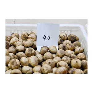 <span class=keywords><strong>Ail</strong></span> <span class=keywords><strong>noir</strong></span> fermenté séché à <span class=keywords><strong>bulbe</strong></span> unique 3.0-3.5cm Qualité supérieure <span class=keywords><strong>Ail</strong></span> <span class=keywords><strong>noir</strong></span> Bawang Putih Hitam Prix - Product Image 1