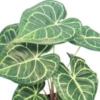 Plante artificielle de taro de 40 cm de hauteur, décoration de salon, faux petit bonsaï