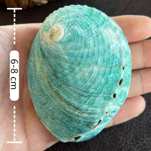 Commercio all'ingrosso in avorio naturale australiano verde Abalone conchiglia di <span class=keywords><strong>mare</strong></span> crudo corno stile con tecnica lucida decorazione artigianale - Product Image 3